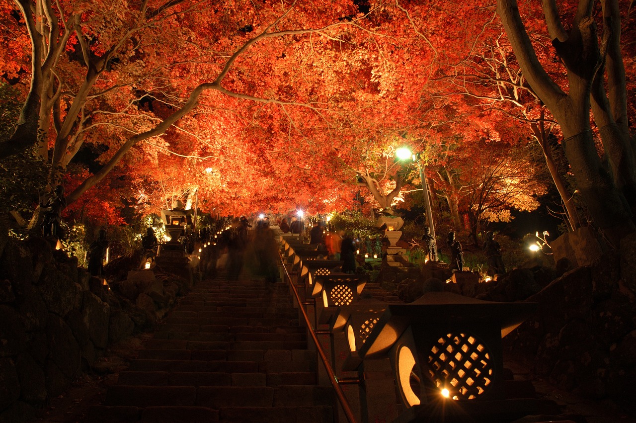紅葉ライトアップ ケーブルカー夜景運転 ホーム 大山観光電鉄 大山ケーブルカー公式ホームページ